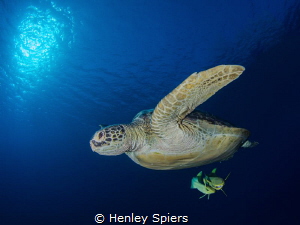 Turtle Dive by Henley Spiers 